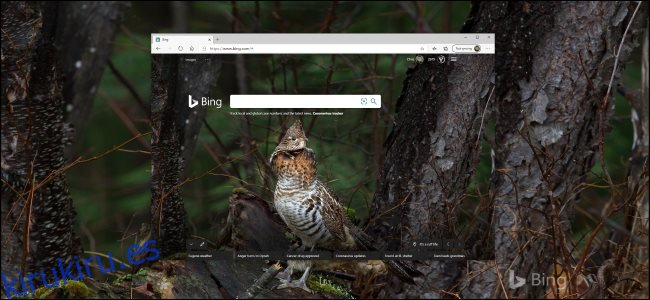 Una foto de Bing de un pájaro como fondo de escritorio de Windows 10.