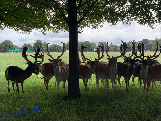 Un grupo de ciervos debajo de un árbol en una exposición perdida.