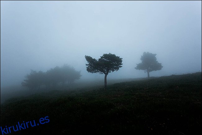 Una foto cambiante de árboles en la niebla.