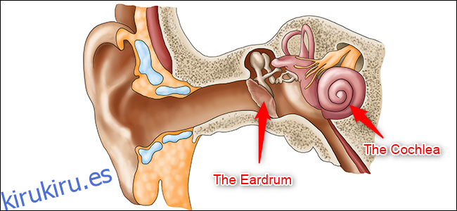 Un diagrama de la oreja.  Se resaltan el tímpano (oído medio) y la cóclea (oído interno).