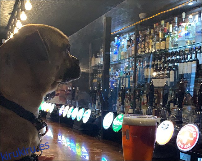 Imagen de un perro sentado en un bar con desenfoque ISO.