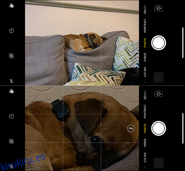 Ejemplo de una imagen de zoom incorrecta de un perro en un iPhone. 