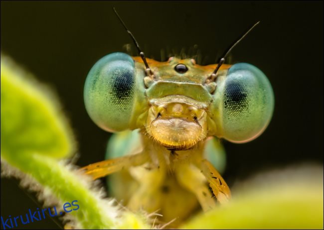 Una macro foto de un insecto.